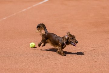 Bild 62 - RL TC an der Schirnau - SV Zehlendorfer Wespen : Ergebnis: 9:0
